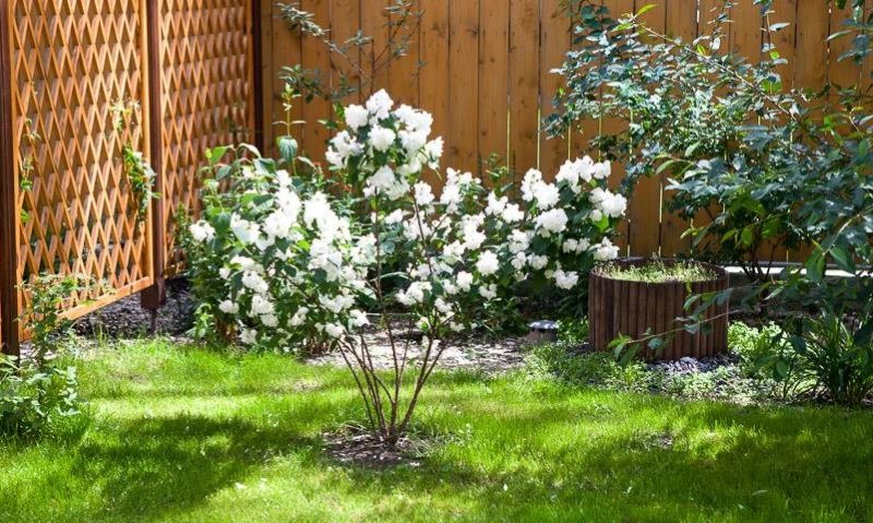 Arbust tânăr de iasomie de grădină, lângă un gard din lemn