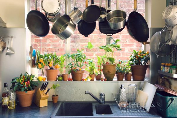 Apabila memilih tumbuhan untuk dapur, banyak faktor mesti dipertimbangkan.